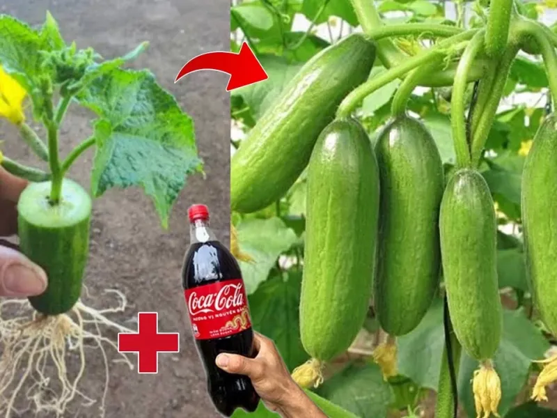 یک روش عالی برای پرورش خیار با نوشابه