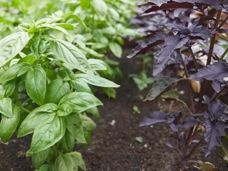 آموزش مرحله به مرحله کاشت ریحان در گلدان / کل سال در خانه ریحان دارید