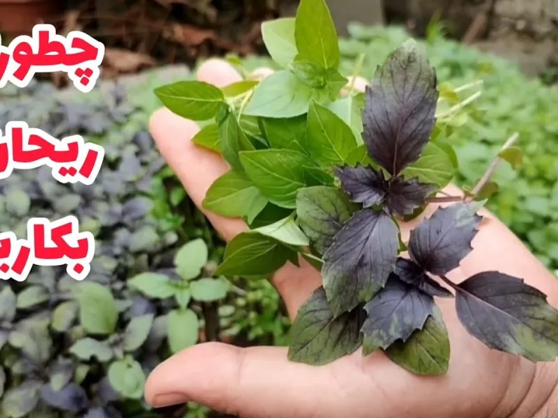 نحوه کاشت بذر سبزی ریحان در باغچه / در کمتر از یک ماه ریحان تازه و ارگانیک برداشت کنیم