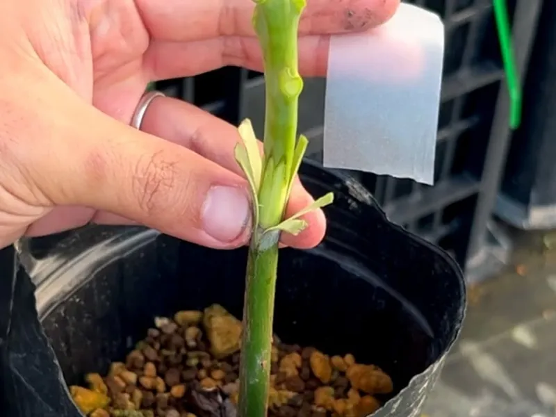 روش طبیعی و بسیار مؤثر پیوند باچسب / هر گیاهی داری با چسب پیوند بزن