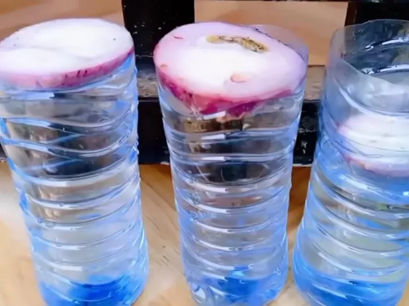 دیگر هرگز پیاز نخرید / از ته پیاز در خانه پیازهای زیادی پرورش دهیم