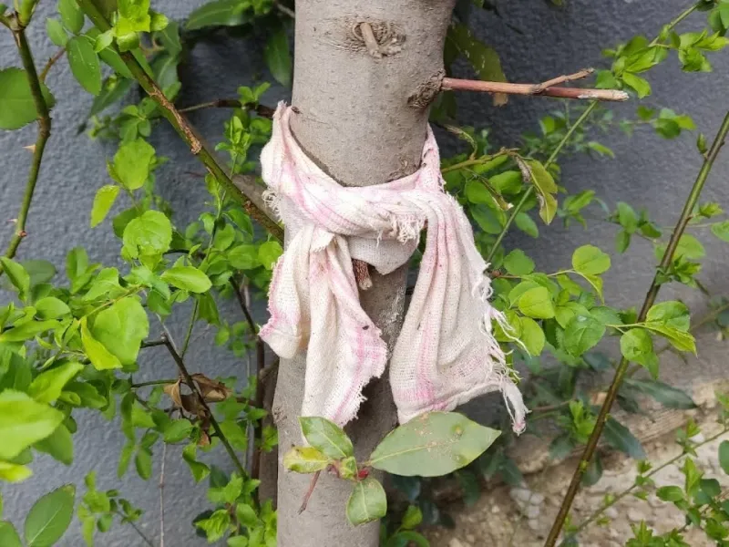 کهنه ترین پارچه خانه اتان را به درخت ببندید / جادوی بستن درخت با پارچه کهنه