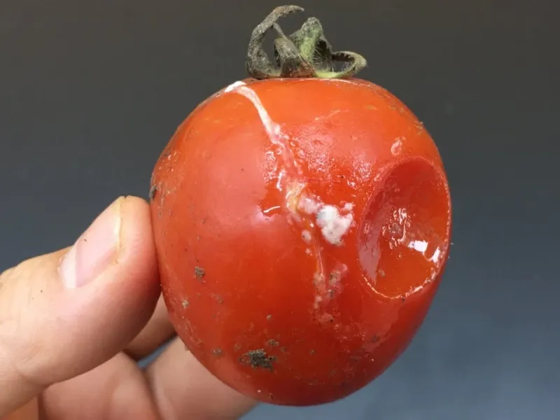 گوجه فرنگی های گندیده را دور نریزید / گوجه فاسد را بکارید و درخت گوجه پرورش دهید