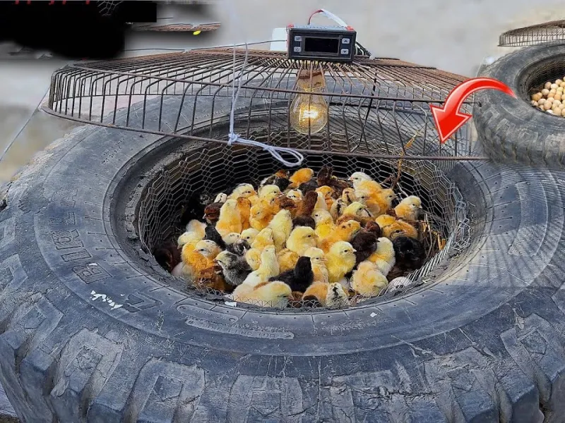 نحوه جوجه کشی در لاستیک قدیمی خودرو