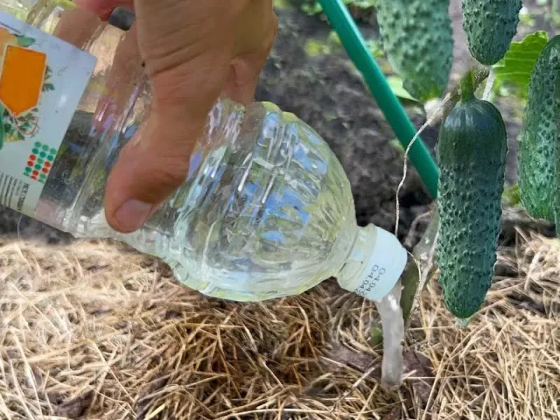 برداشت 3 برابری خیار / ترفندی خاص برای پرورش و برداشت حداکثری از خیار