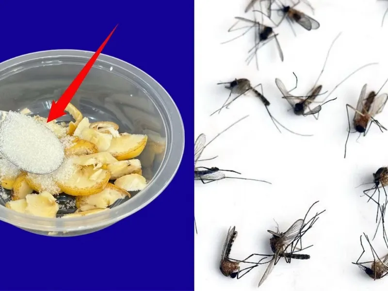 روش طبیعی برای از بین بردن پشه کوره / تا ماه ها پشه نمیبینی