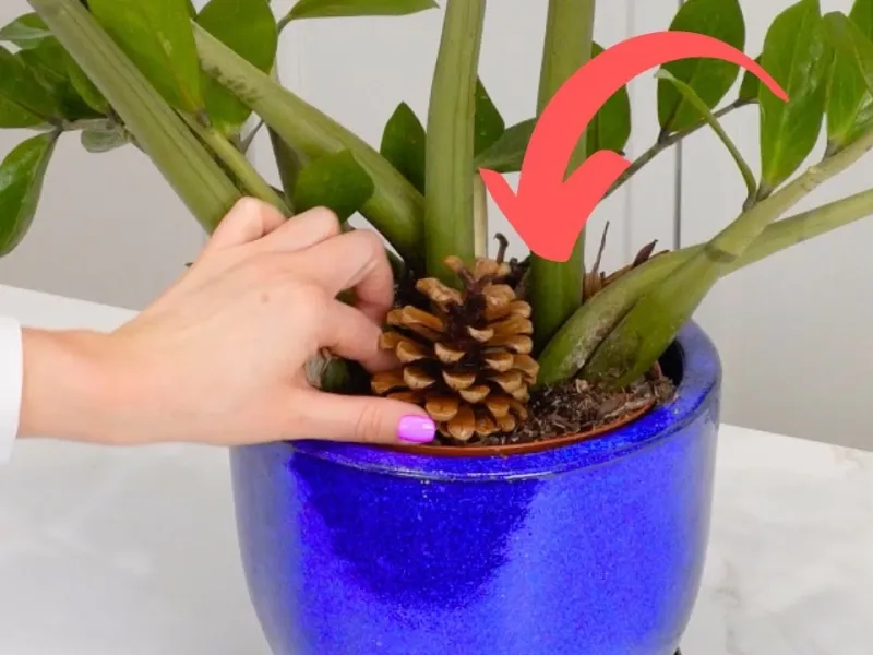 ترفند ساده با مخروط کاج : با 1 مخروط کاج تمام طول سال گیاه سالمی داری