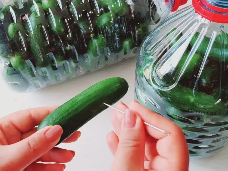 طرز تهیه خیار شورترد با سوزن / تا سالها خیار شور ترد میماند