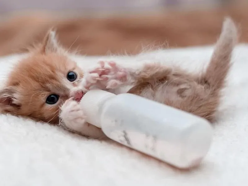 نحوه نگهداری از بچه گربه تازه به دنیا آمده ( از روز اول تا 2 ماهگی)