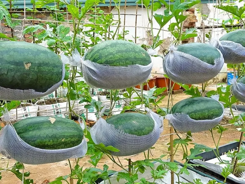 آموزش قدم به قدم پرورش هندوانه بزرگ و شیرین در خانه