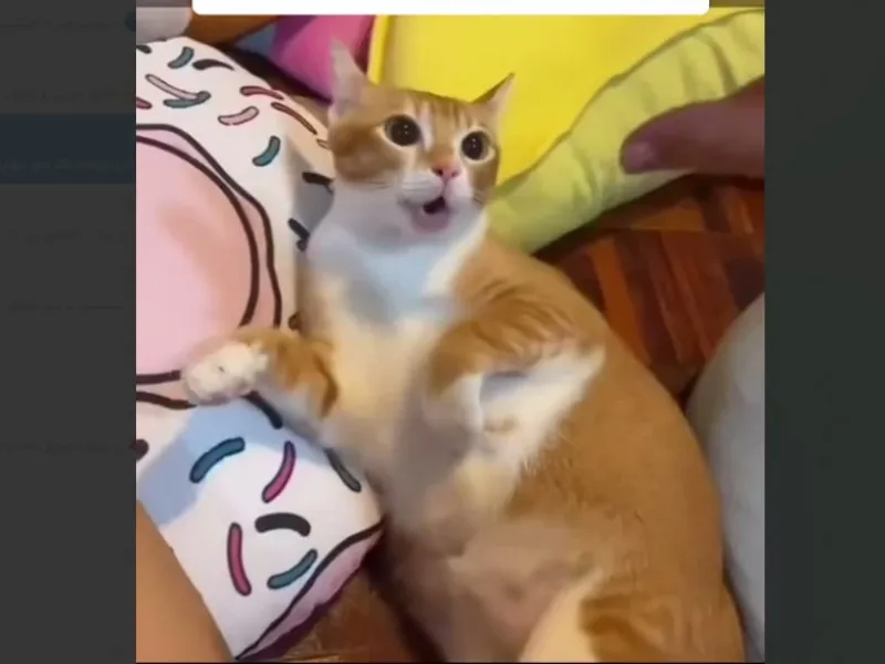 ببینید / مفهوم خیلی بده انگشت اشاره برای گربه ها!!!