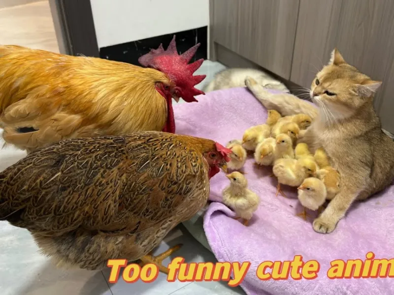 ببینید /  مرغ با عصبانیت به گربه نگاه کرد و از گربه توضیح خواست !!