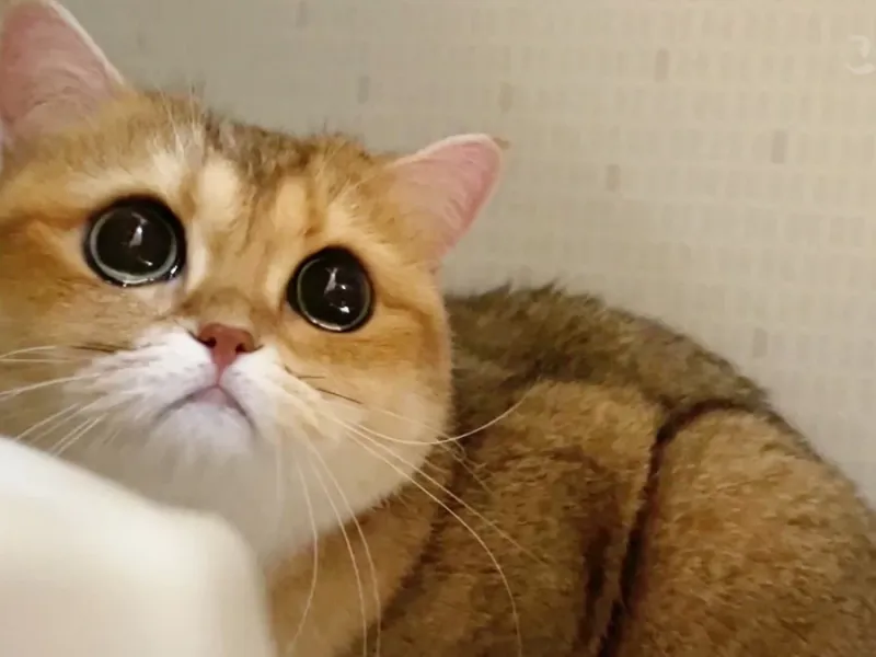 من برای اولین بار از دست گربه ام عصبانی شدم / ببینید چه اتفاقی افتاد