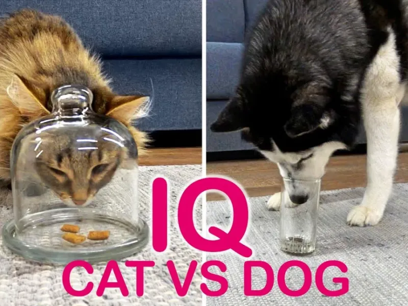 مقایسه آیکیو سگ با گربه ! سگ ها باهوشترن یا گربه ها ؟