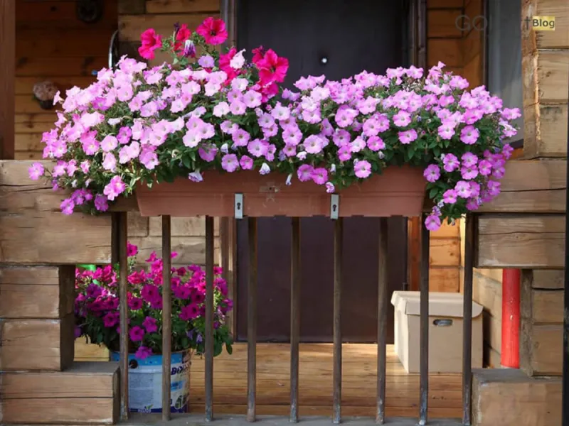 گل کاغذی و همه ترفندهای لازم برای نگهداری از این گیاه زیبا