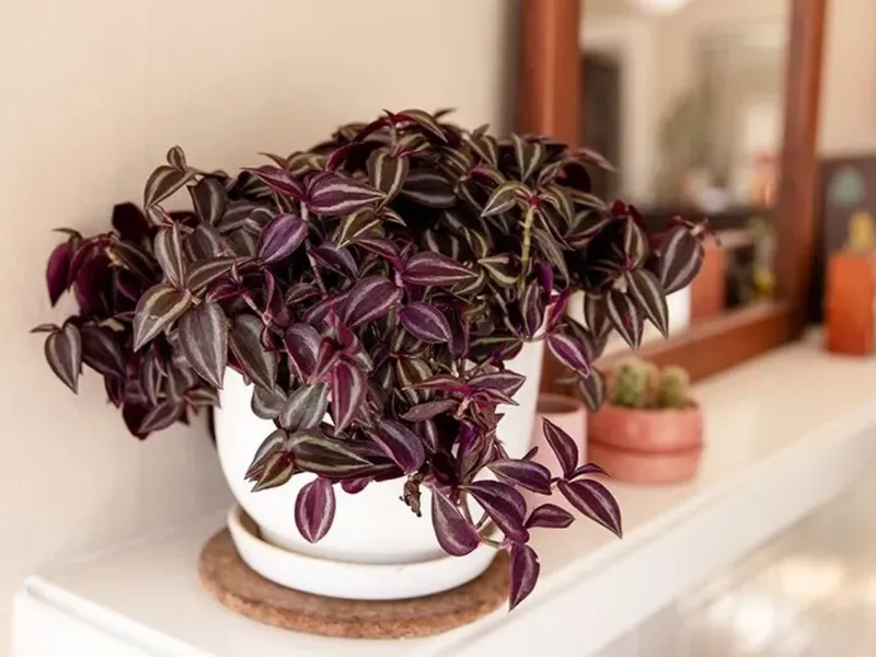 بهترین روش تکثیر برگ بیدی، فوت کوزه گری و دلیل خرابی گیاه بعد از کاشت