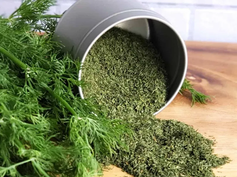 روش خشک کردن شوید بدون تلخی و سیاهی