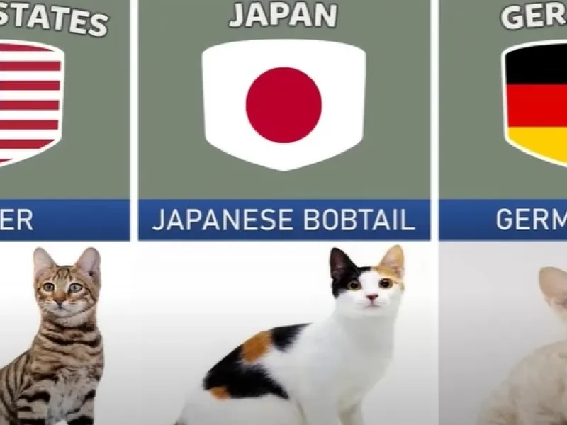نژاد هر گربه برای کدام کشور است؟ / فیلم