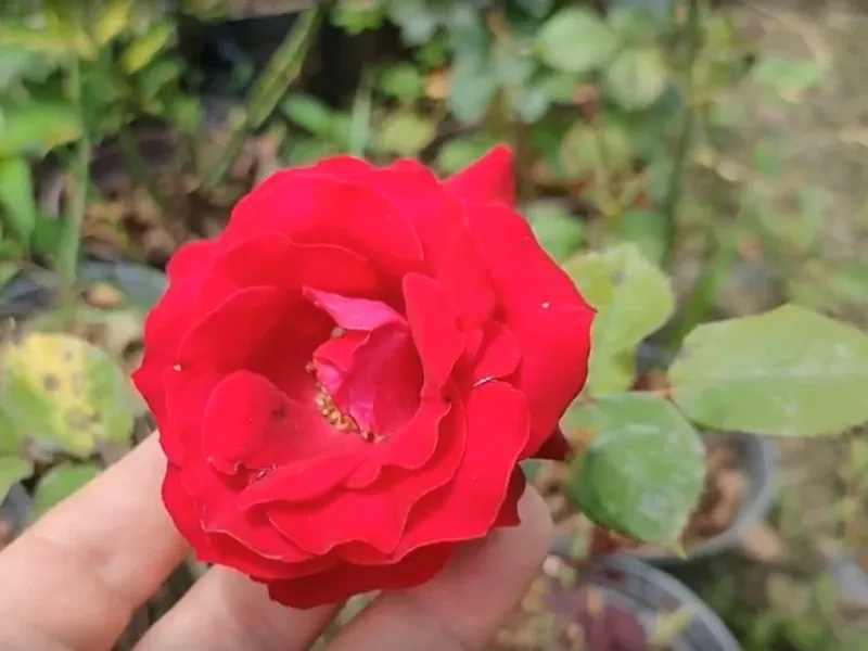 چگونه گل رز پژمرده را شاداب کنیم / مراحل شاداب سازی گل های رز