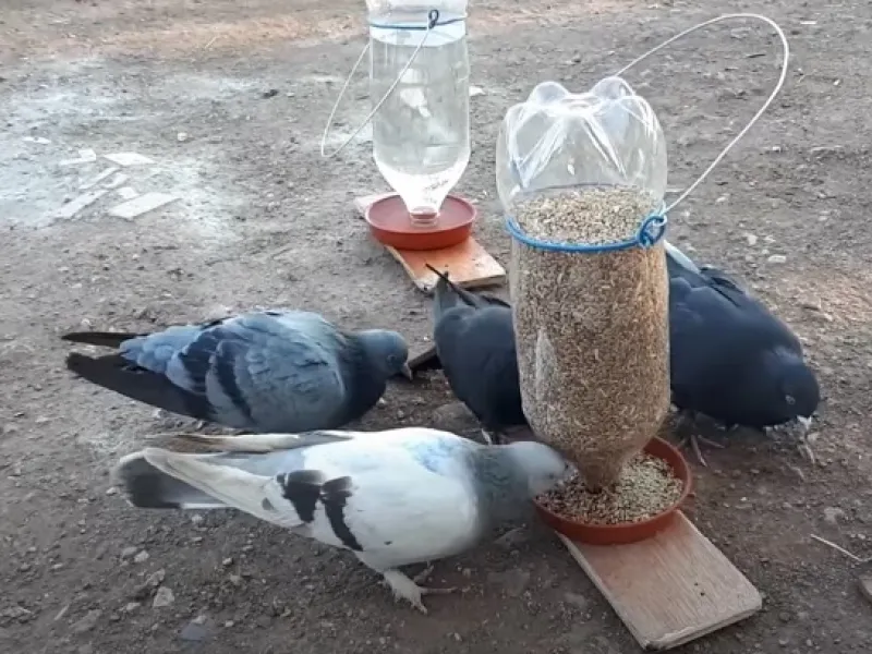 درست کردن آبخوری و دانخوری پرندگان با بطری نوشابه / فیلم