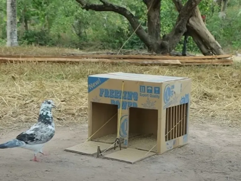 نحوه ساخت تله برای کبوتر کوهی / چگونه برای کبوتر تله بسازیم