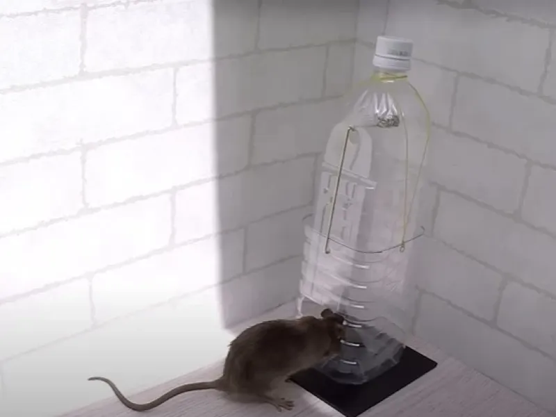 تله موش تنها با یک بطری / ساخت سریعترین تله موش