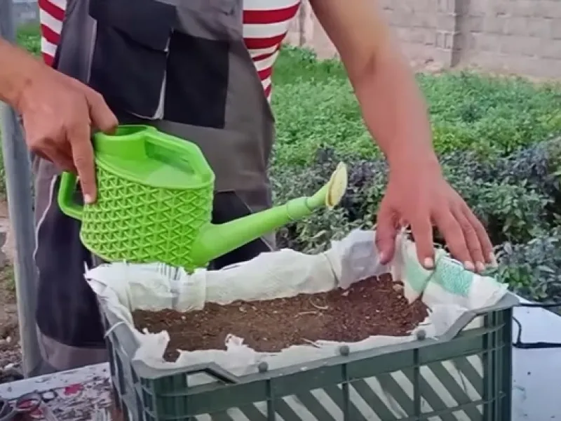 نحوه کاشت تره در خانه / سبزی تره را در خانه کاشت کنید