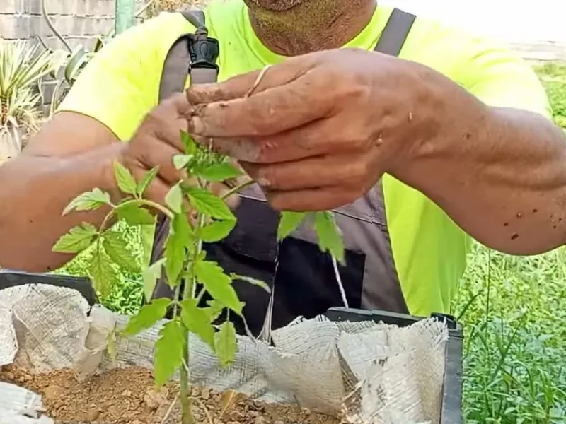 نحوه کاشتن بذر گوجه در خانه / کاشت بذر گوجه در گلدان یا باغچه