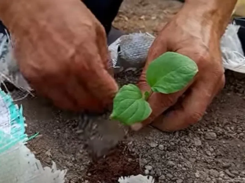 نحوه کاشت بادمجان در باغچه / بادمجان رو با این روش در خانه بکارید نحوه کاشت بادمجان در باغچه / بادمجان رو با این روش در خانه بکارید