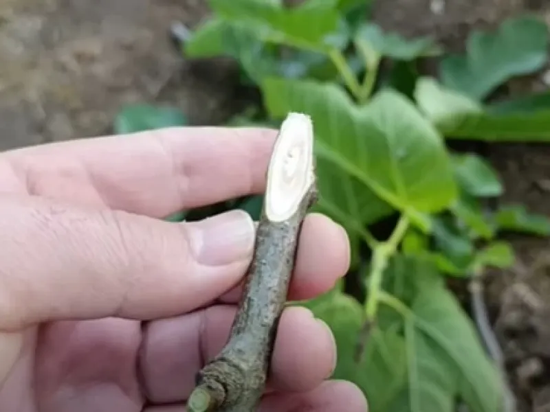 آموزش پیوند زدن درخت انجیر / درخت انجیر را در چه فصلی پیوند می زنند؟