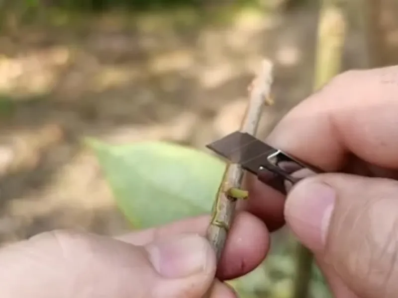 دو روش پیوند درخت برای اردیبهشت و خرداد / پیوند قاشی و پیوند تی