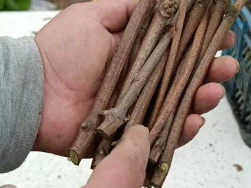 تولید نهال انگور با روشی ساده / خودت نهال انگور تولید کن