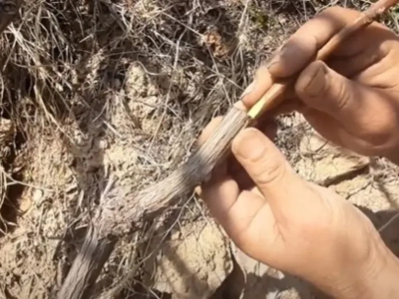 نحوه پیوند زدن درخت انگور با بهترین روش / فیلم