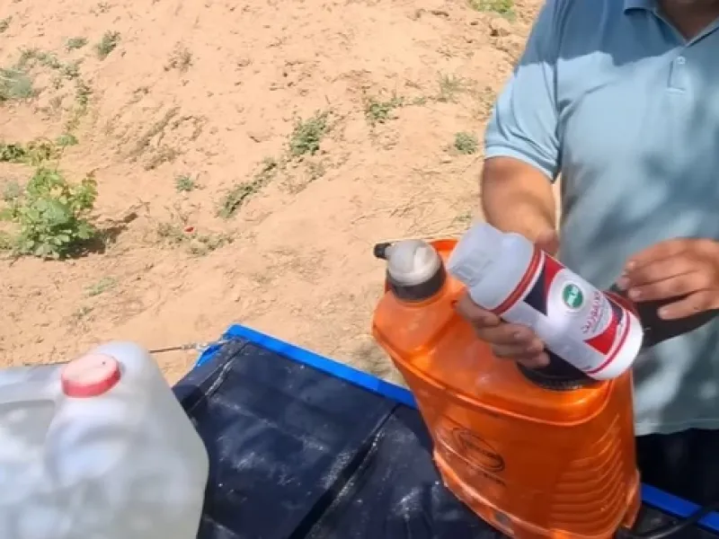 از بین بردن علف های هرز برای همیشه / چگونه علف های هرز را از بین ببریم