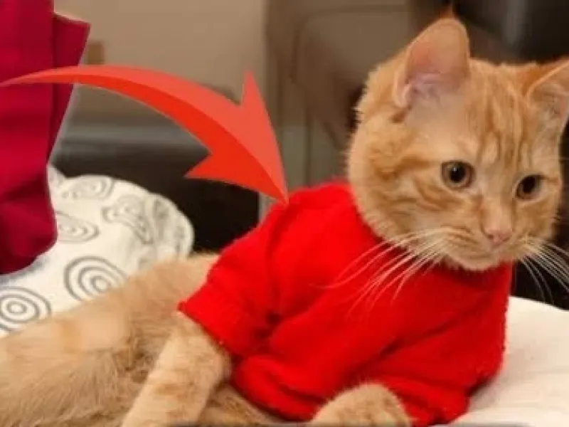 فقط با یک جوراب برای گربه ات لباس درست کن!