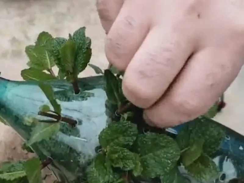 ایده کاشت نعناع خیلی ساده در خانه / کاشت نعنا در بطری نوشابه