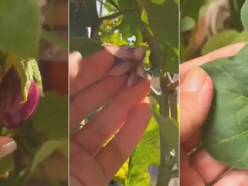 آموزش کاشت بادمجان در خانه باغچه ای ساده و سریع!