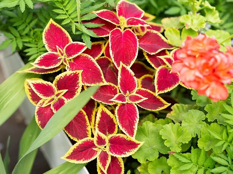 آموزش تکثیر حسن یوسف / ریشه زایی فقط با آب حسن یوسف