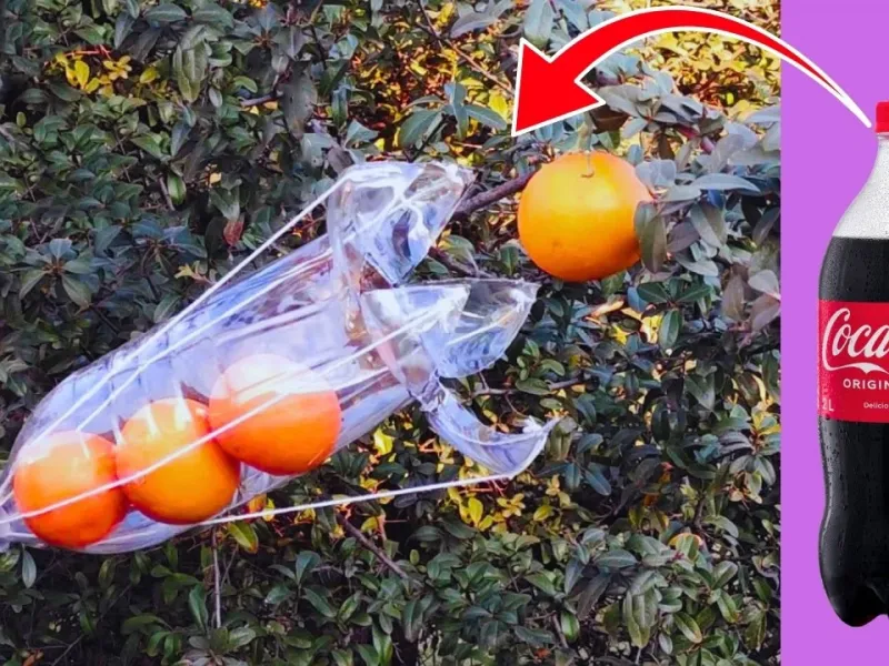 برداشت هوشمند: راهنمای جامع چیدن میوه با بطری پلاستیکی