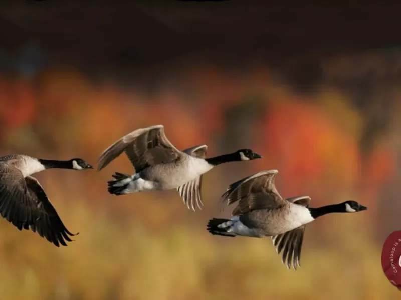 مهاجرت پرندگان / چرا و چگونه پرندگان به مناطق دور دست سفر می‌کنند؟