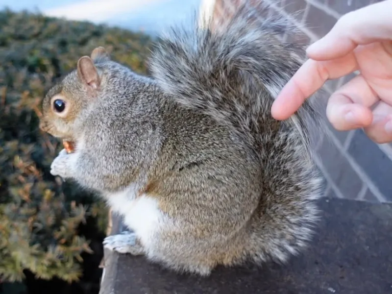 واکنش خنده دار سنجاب وقتی دمش را لمس می کنند !