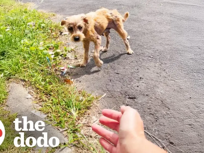 تبدیل شدن سگ ولگرد وحشت زده به توله سگ تمیز و دوست داشتنی!