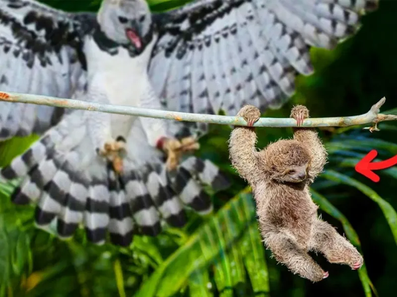 دانستنی هایی که هرگز درباره تنبل ها نمی دانستید!