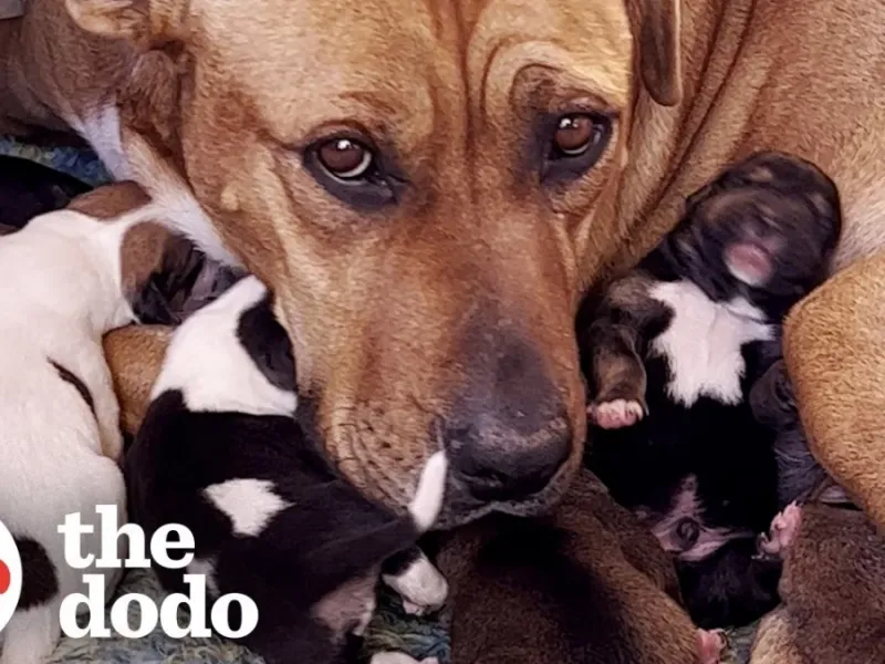 نجات در دل صحرا / مامان سگ و بچه هایش در وسط صحرا نجات یافتند!