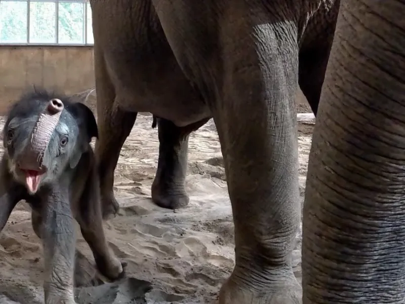 بچه فیل سه روزه استفاده از خرطوم جدید را یاد می گیرد!