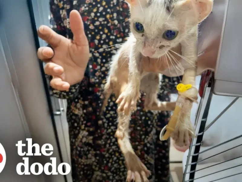 گربه ترسیده ای که در وضعیت بدی بود الان در سلامتی است !