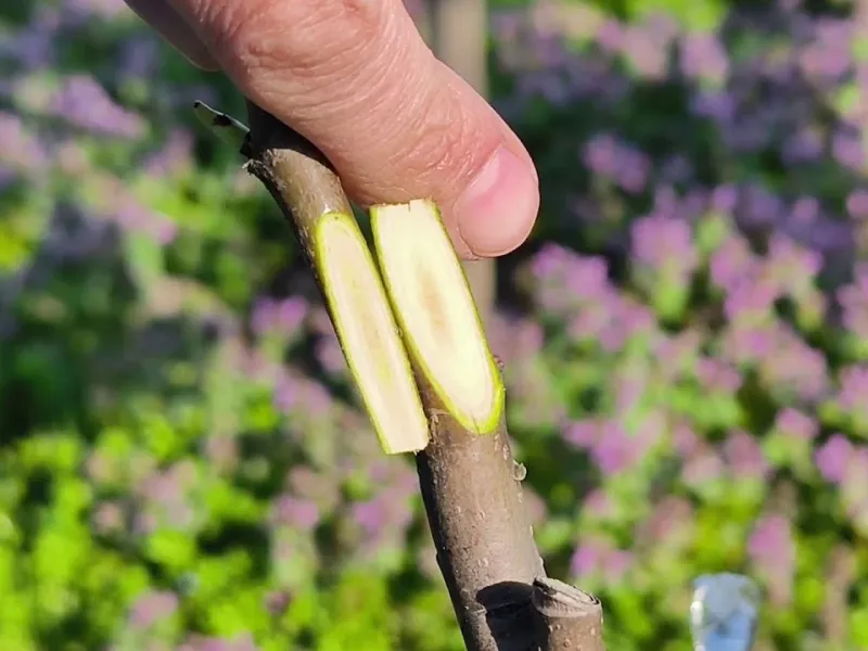 روش پیوند زدن درخت با قطر های مختلف!