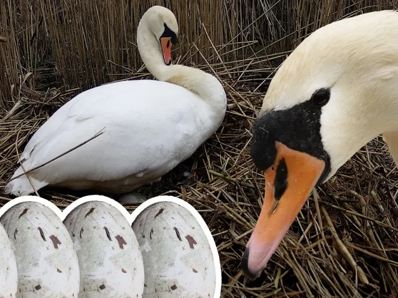 کلوزآپ های شگفت انگیز از تخم گذاشتن قو !