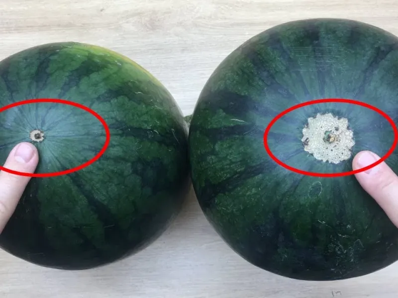 برای انتخاب هندوانه های تازه و آبدار فقط به این نکات توجه کنید!