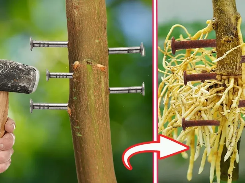 کشف روش سریع ریشه دار کردن درختان!